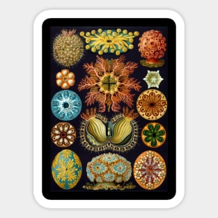 Ascidiae by Ernst Haeckel Sticker